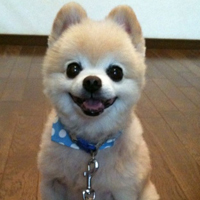 狗狗1.jpg